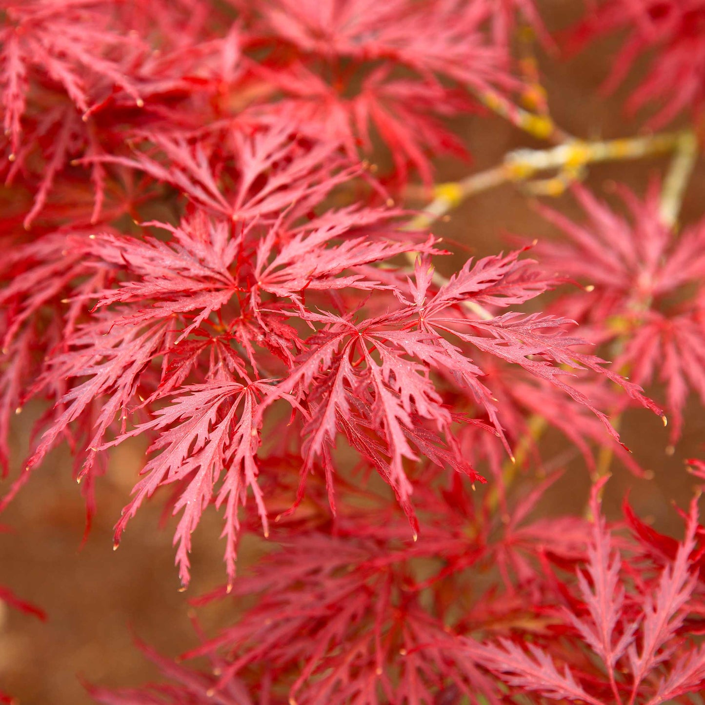 Red Dragon Japanese Maple Tree (Memorial)