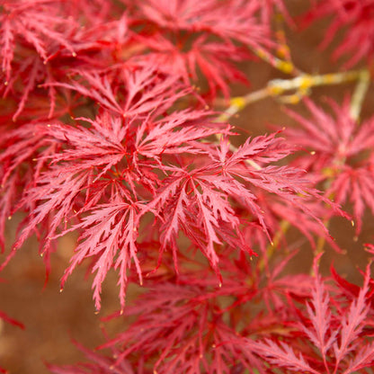 Red Dragon Japanese Maple Tree (Memorial)