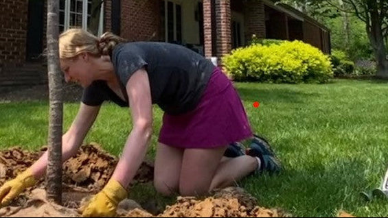 A woman kneeling on a lawn in front of a house, planting a young memorial tree with visible roots and a dirt mound. A small sign at the bottom reads TREEBUTE.