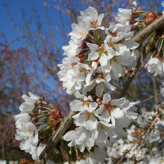 Snow Fountains® Weeping Cherry Tree (Pet)