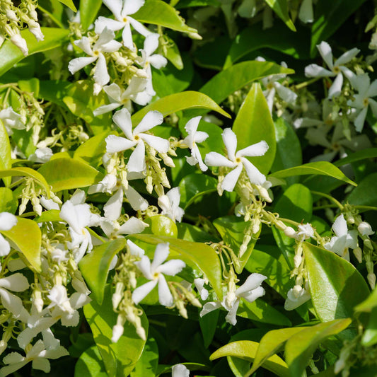 Star Jasmine (Memorial)
