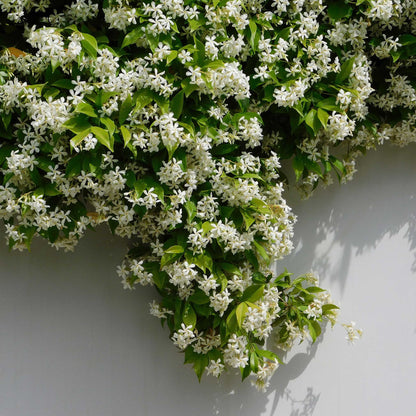 Star Jasmine (Memorial)