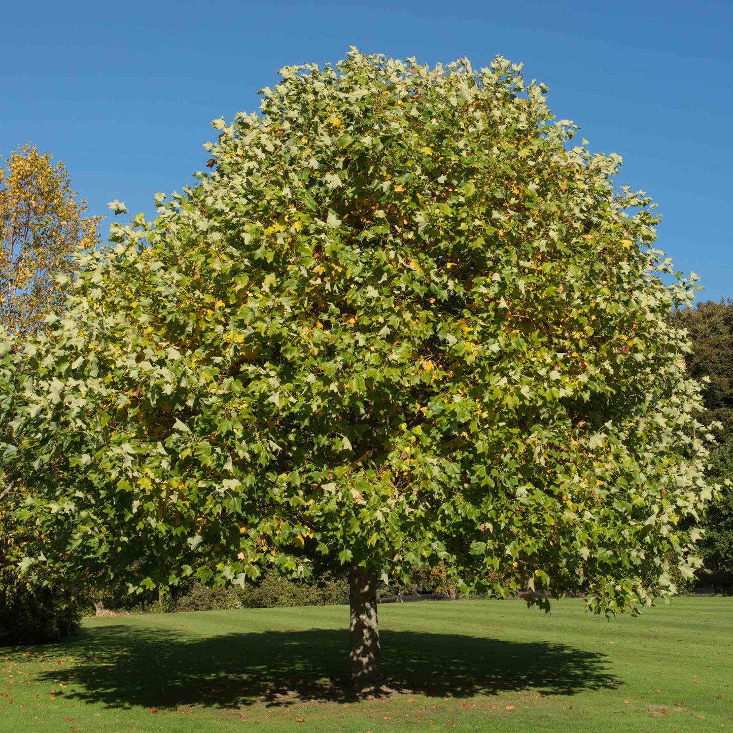 Tulip Poplar (Memorial)