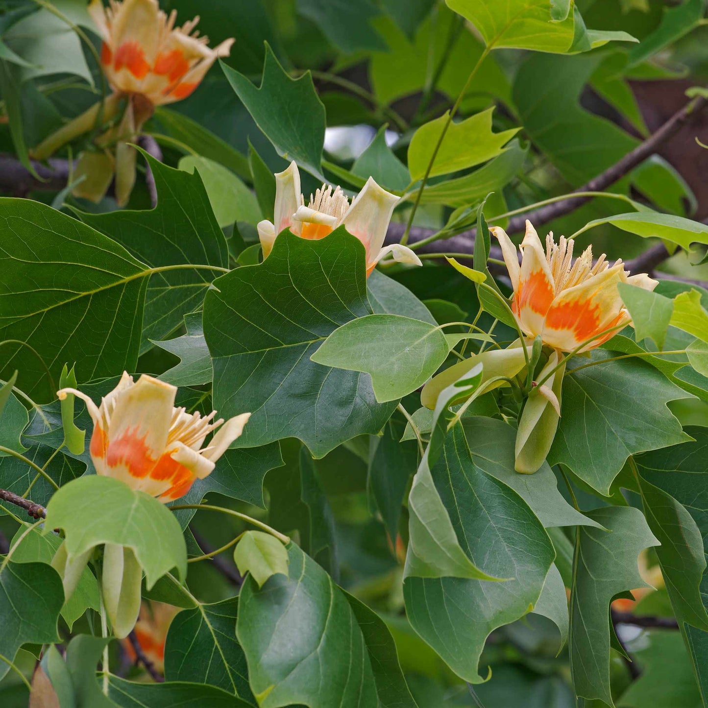 Tulip Poplar (Memorial)