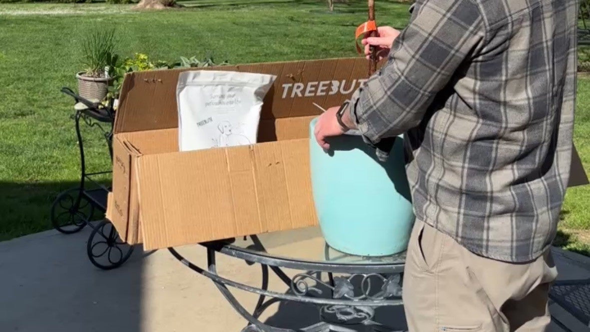 Man lifting a large fiddle leaf fig memorial tree out of its cardboard box  to plant outdoors on a sunny day.