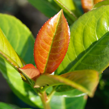 Volcano Cherry Laurel (Memorial)
