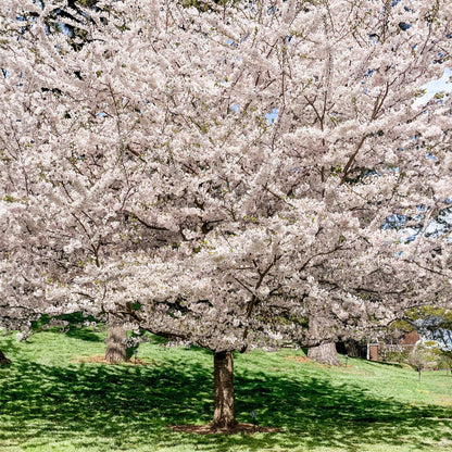 Yoshino Flowering Cherry Tree (Memorial)