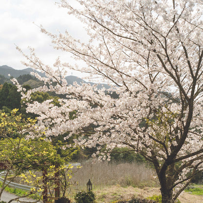 Yoshino Flowering Cherry Tree (Memorial)