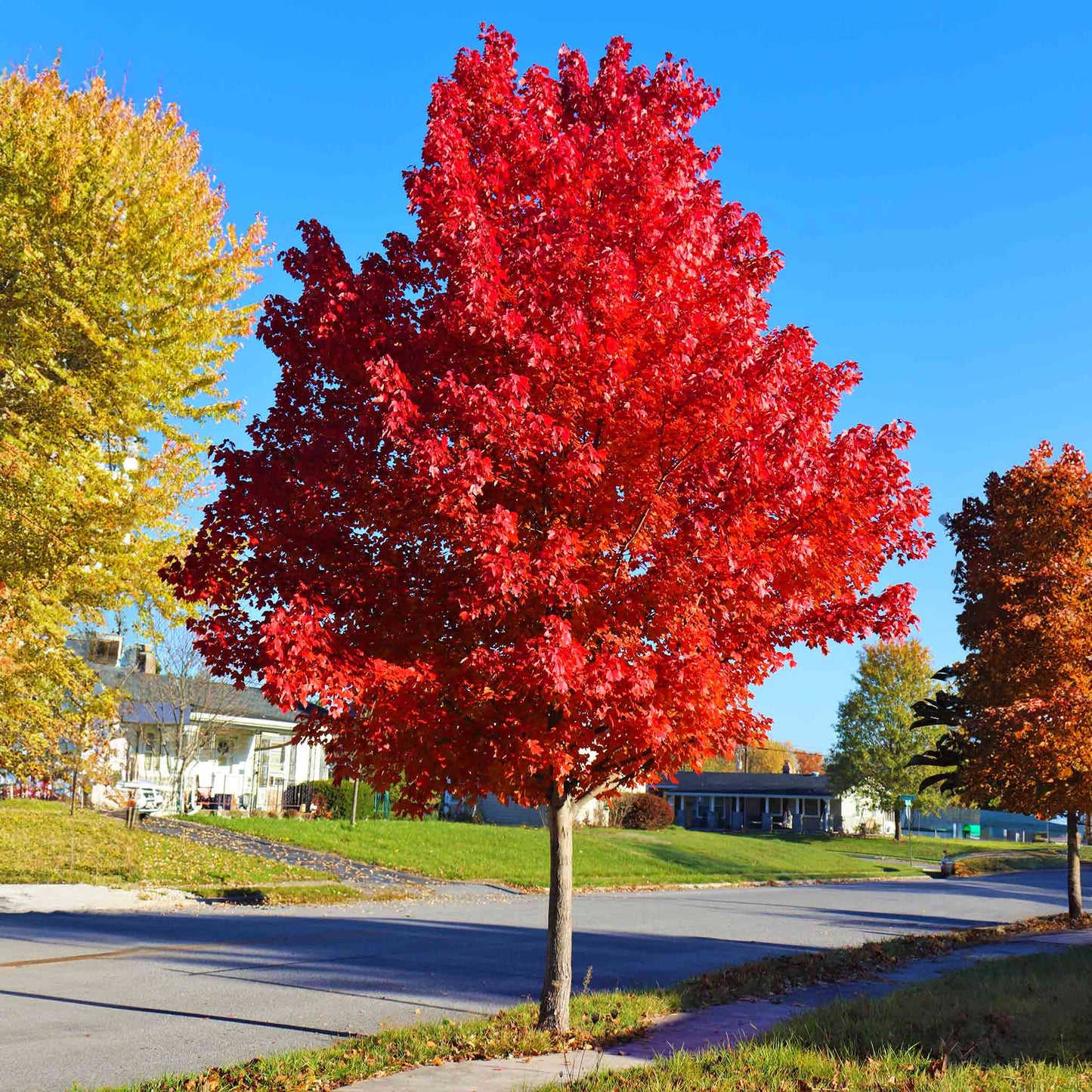 Autumn Blaze® Red Maple Tree (Celebration)