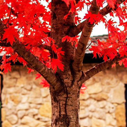 Autumn Blaze® Red Maple Tree (Celebration)