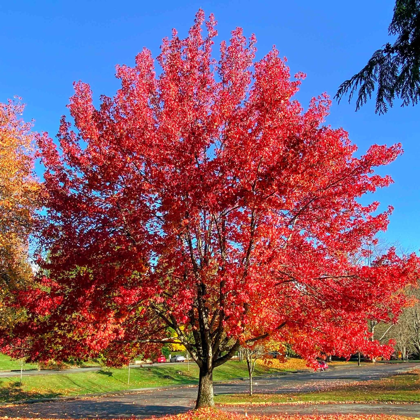 Autumn Blaze® Red Maple Tree (Celebration)