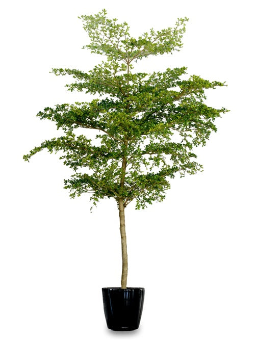Black Olive Tree