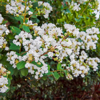 Natchez Crapemyrtle (Memorial)