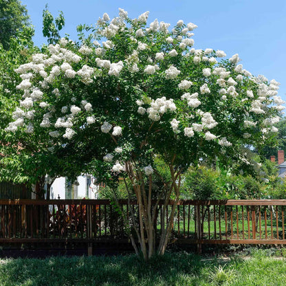 Natchez Crapemyrtle (Memorial)