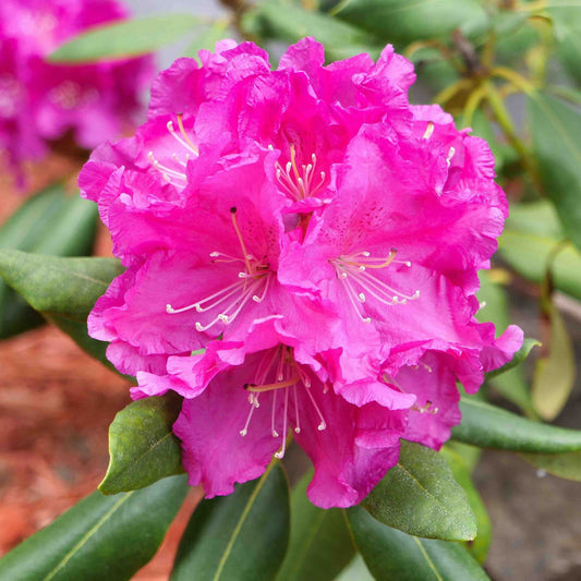 Roseum Pink Rhododendron