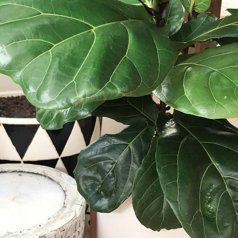Fiddle-Leaf Fig Tree