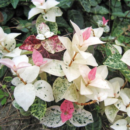 Snow-N-Summer™ Asiatic Jasmine (Pet)