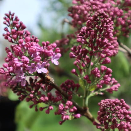 Crimson Doll™ Lilac Tree