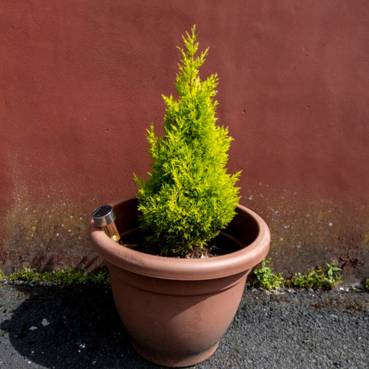 Wilma Goldcrest Lemon Cypress (Pet)