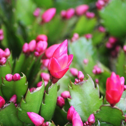 Holiday Cactus (Pet)