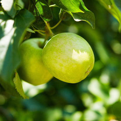 3-in-1 Apple Tree (Memorial)