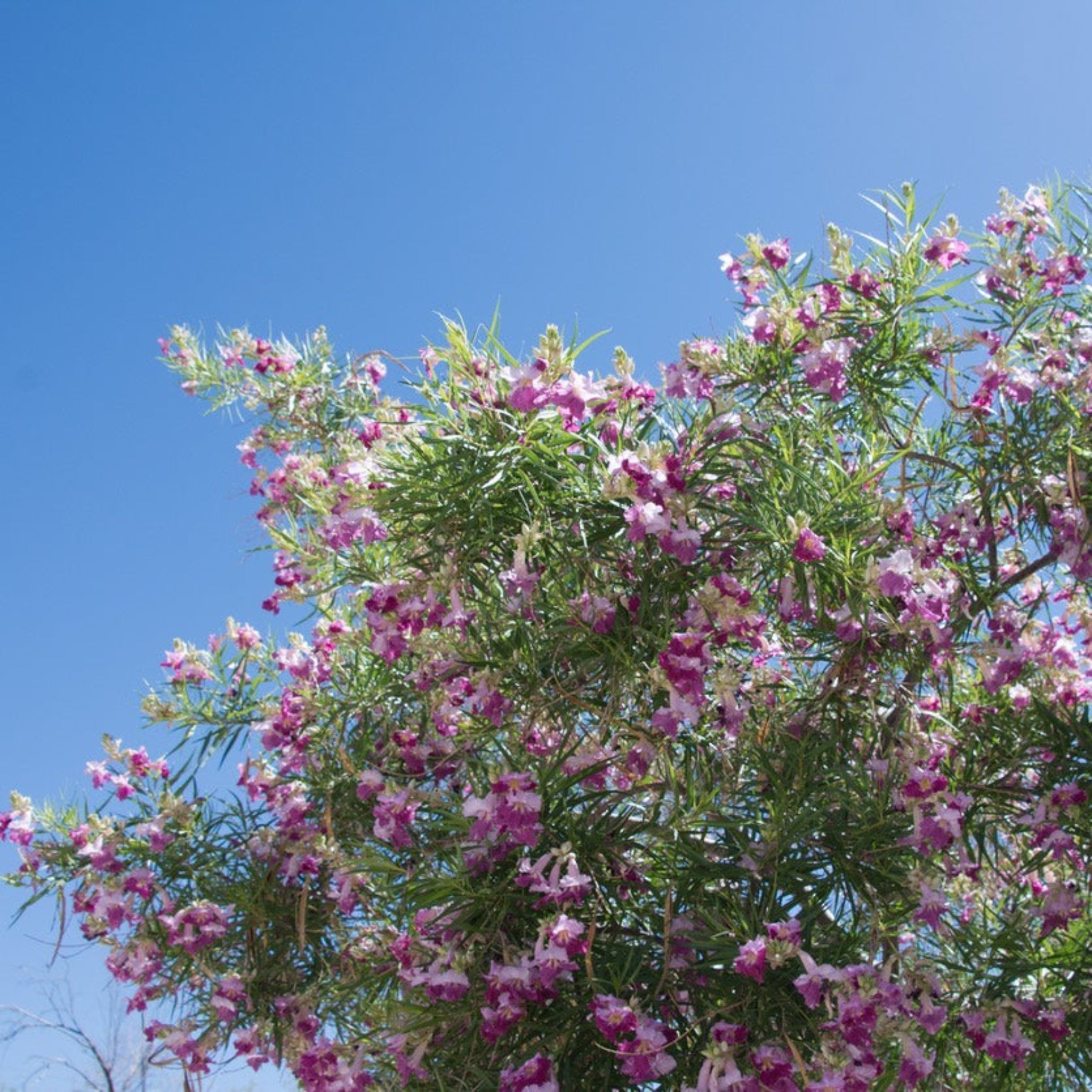 Bubba Jones Desert Willow Pet Memorial Tree | Treebute