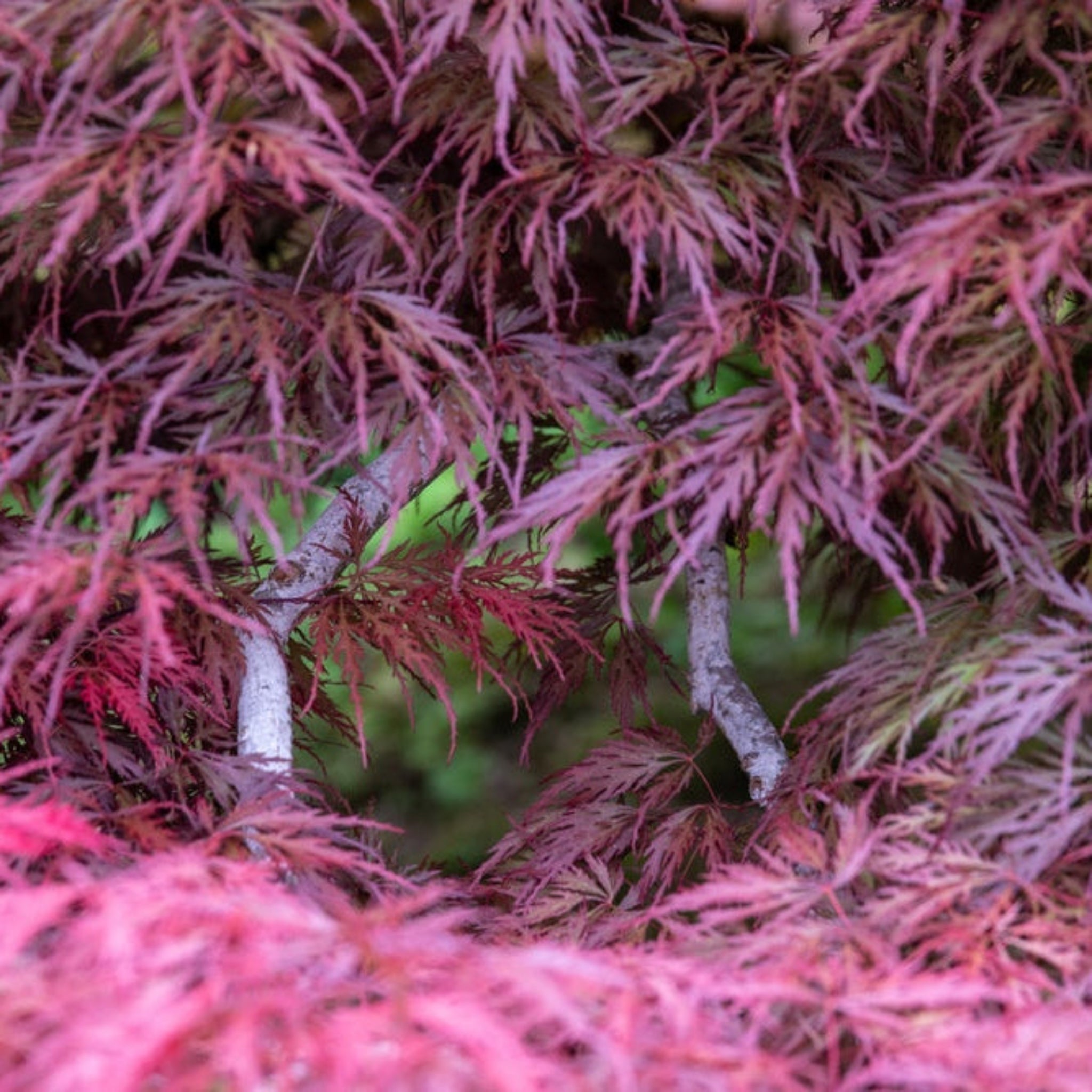 Inaba Shidare Japanese Maple Memorial Tree Kit | Treebute