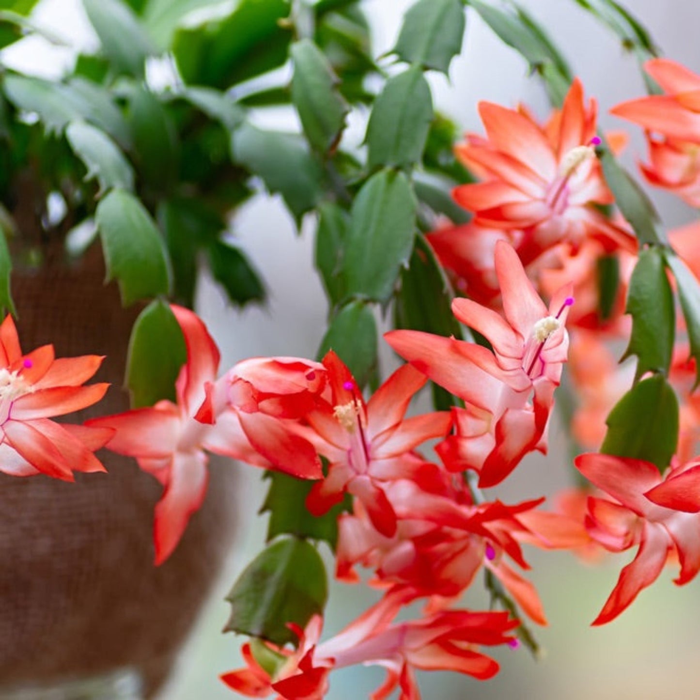 Holiday Cactus (Pet)