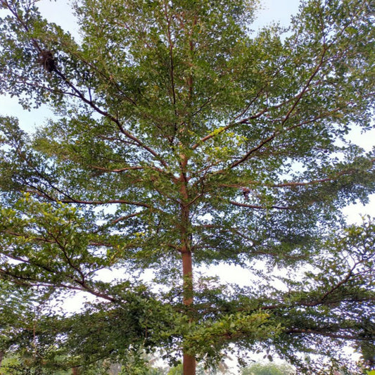Black Olive Tree (Memorial)