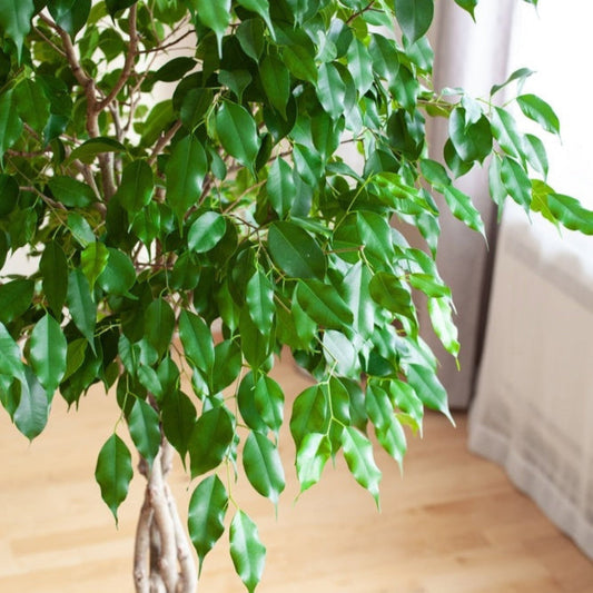 Braided Benjamina Ficus (Pet)