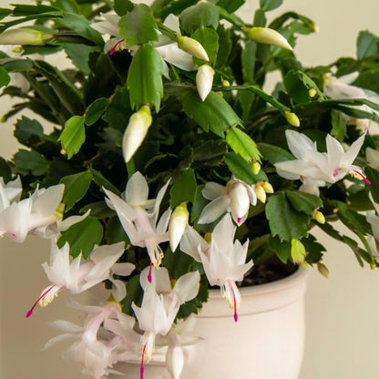 Holiday Cactus (Pet)