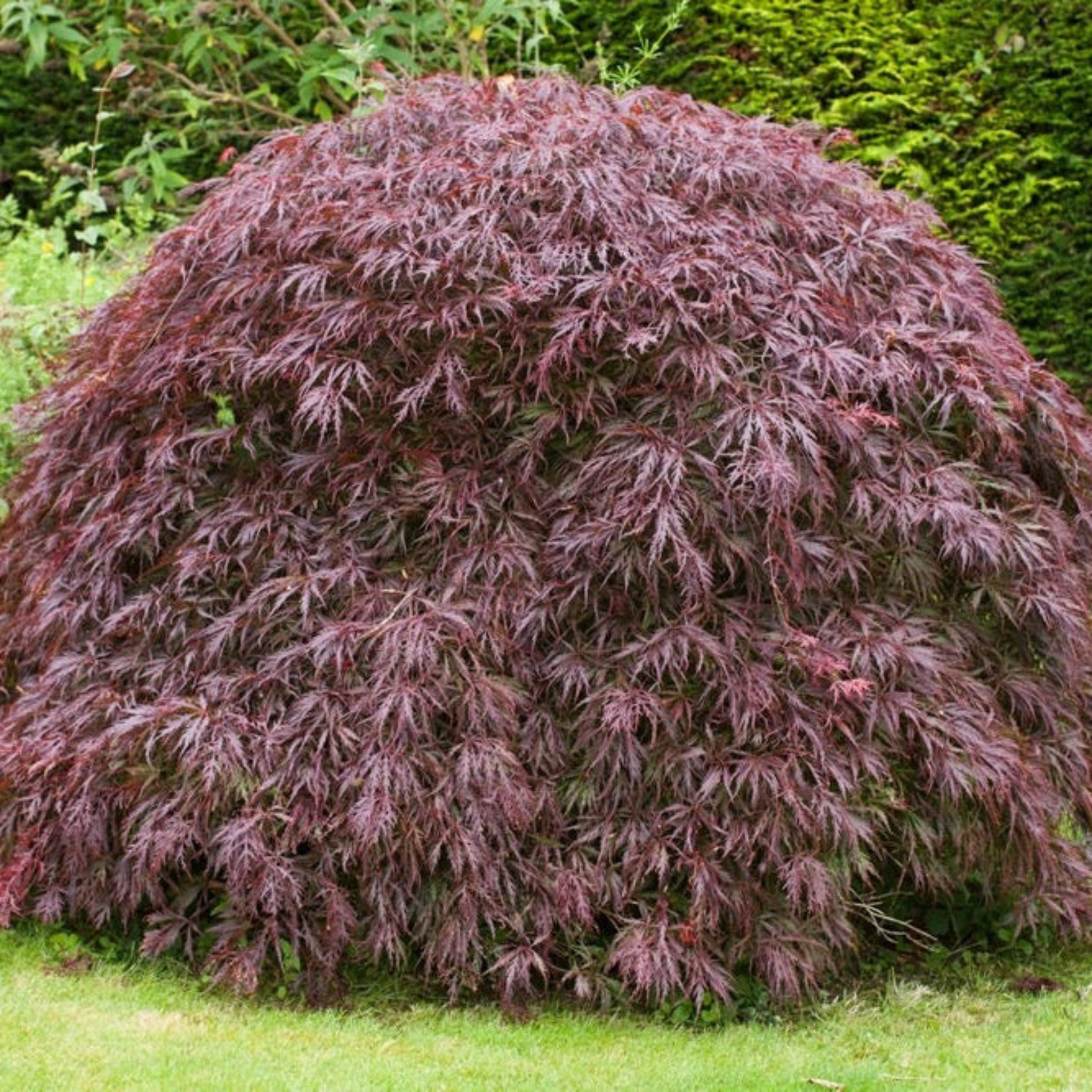 Tamukeyama Japanese Maple Tree Kit | Treebute