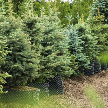 Baby Blue Eyes Spruce (Pet)