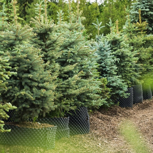 Baby Blue Eyes Spruce (Pet)