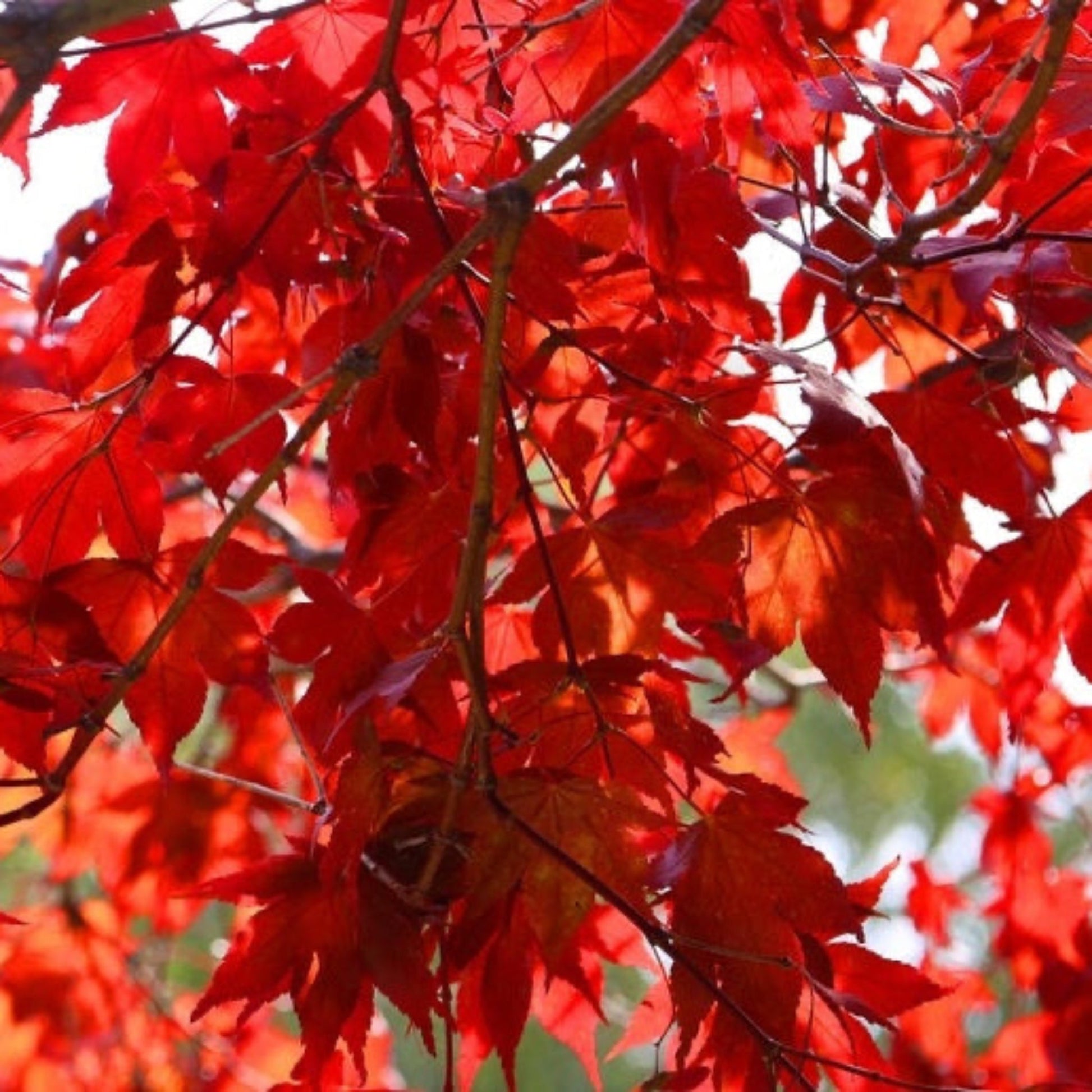 Emperor Japanese Maple