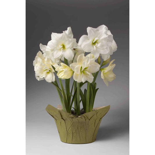 Double White Trio Amaryllis (Pet)