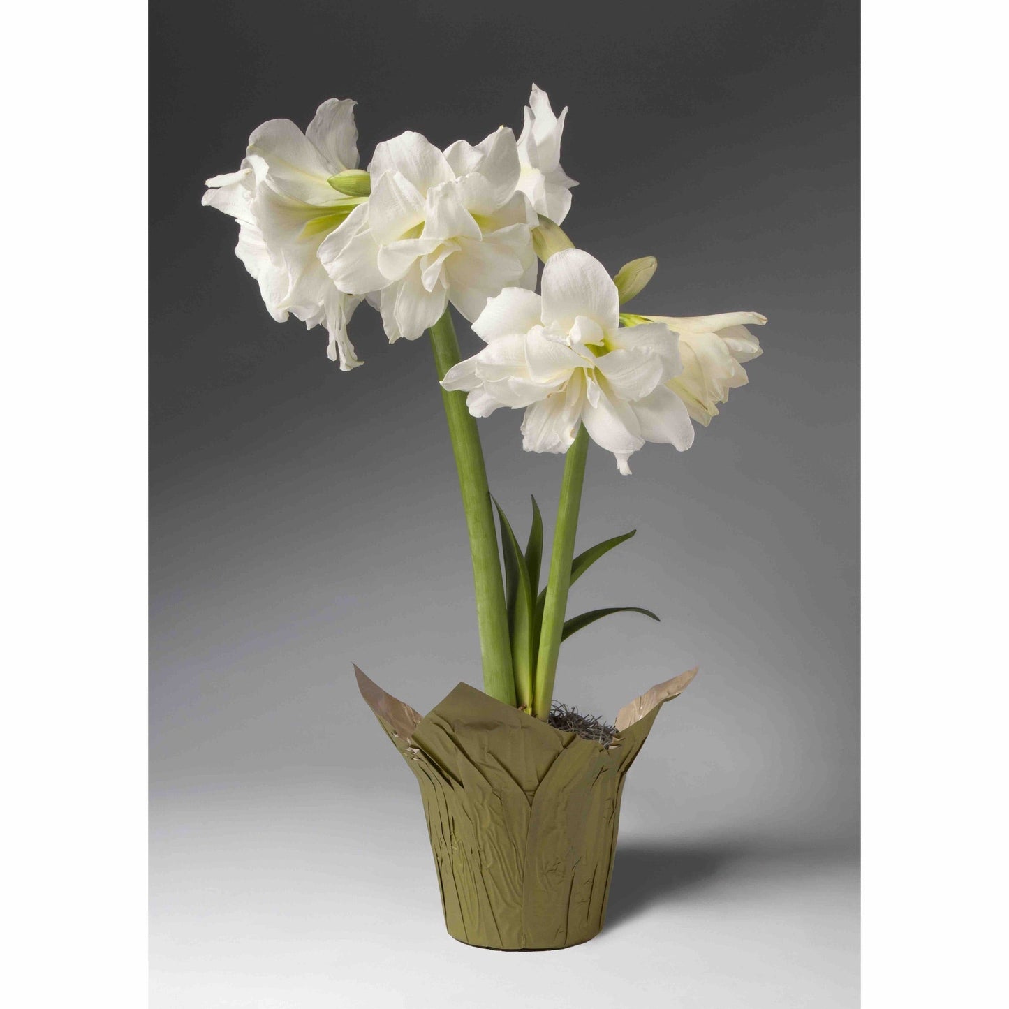 Double White Single Amaryllis (Pet)
