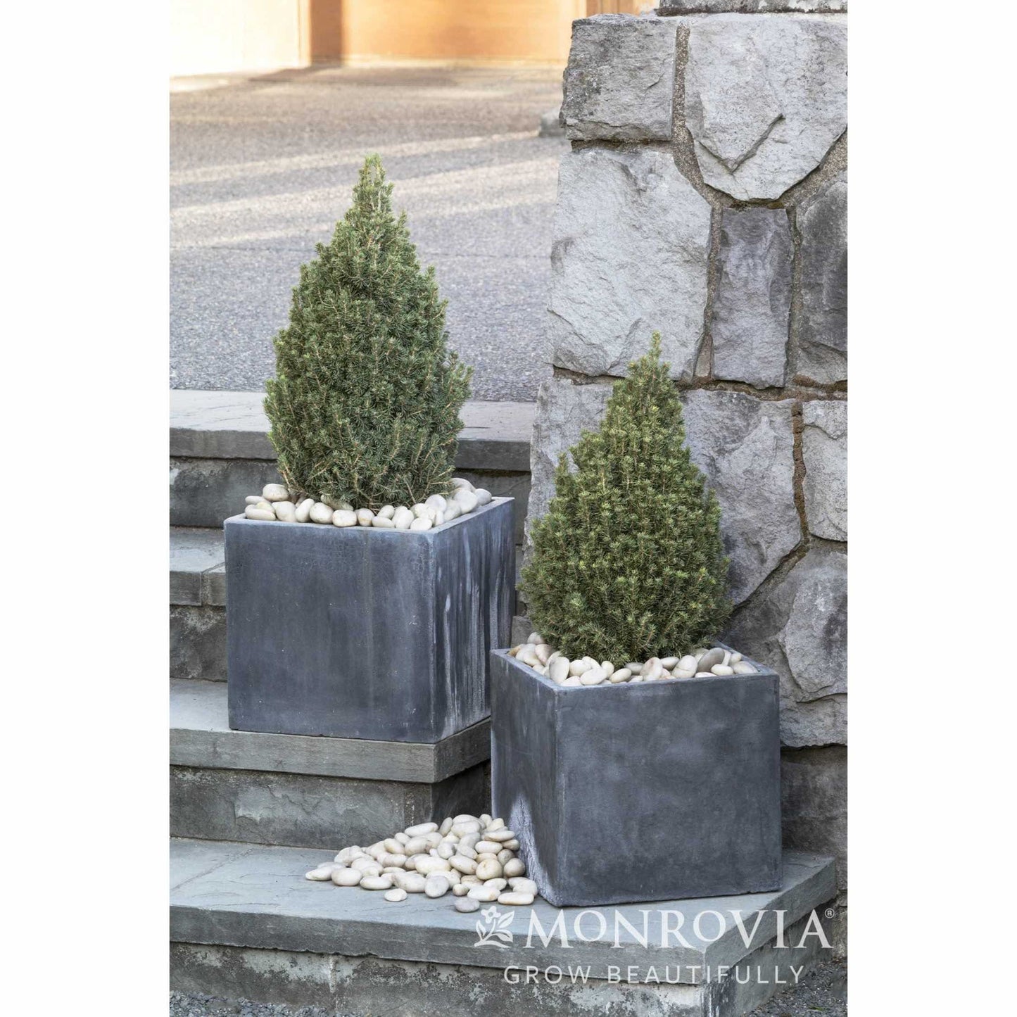 Tiny Tower® Dwarf Alberta Spruce (Pet)