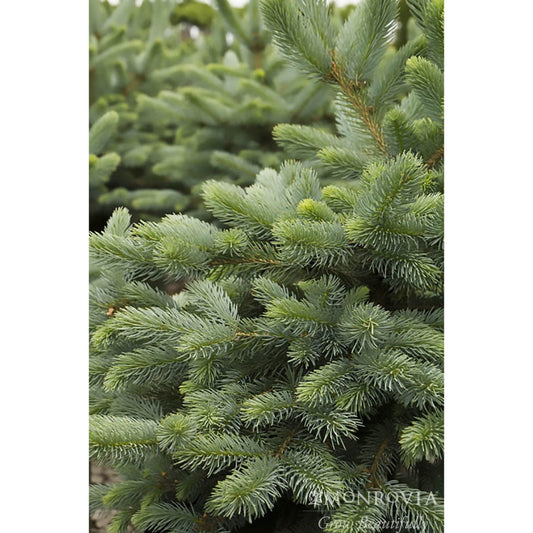 Baby Blue Eyes Spruce (Pet)