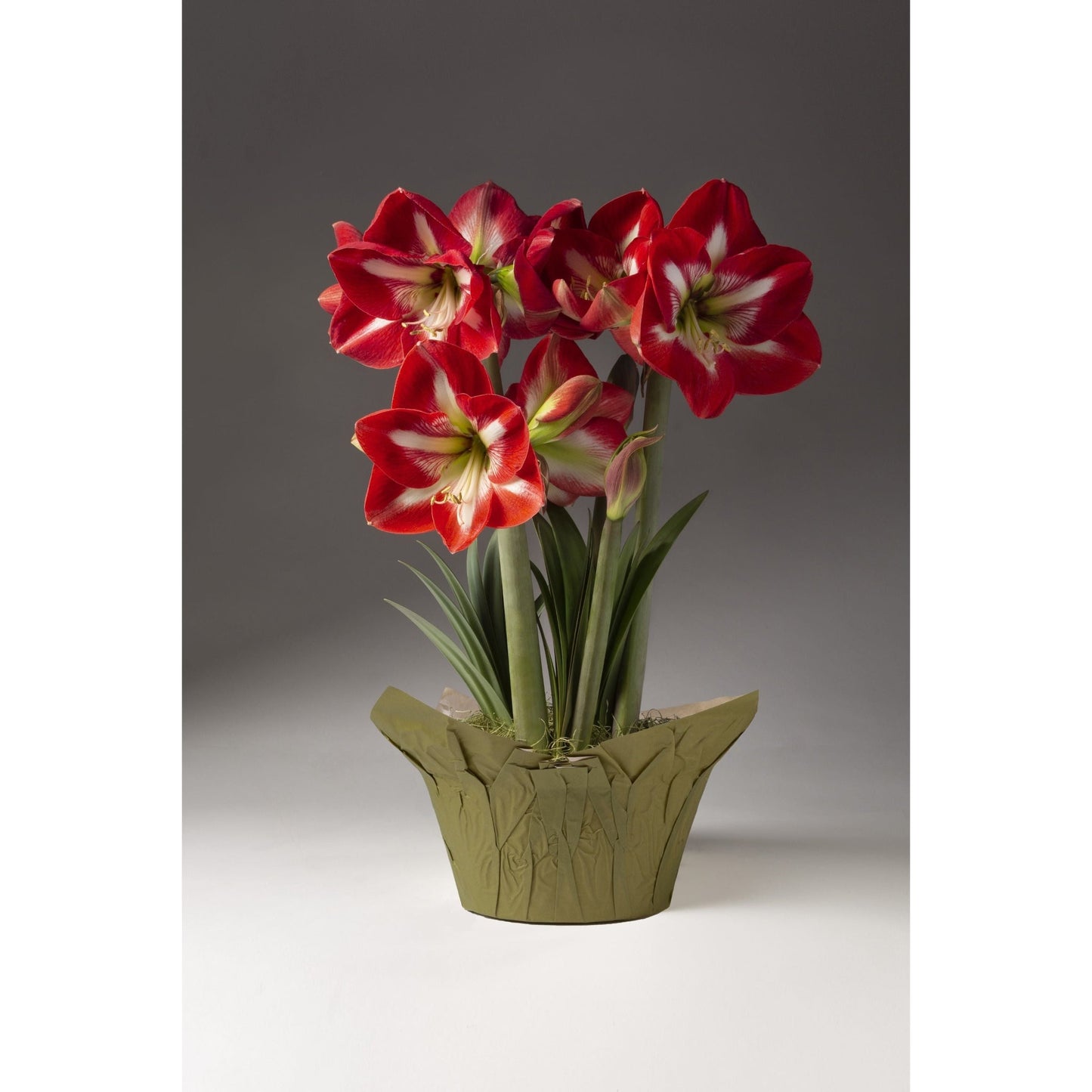 Red and White Trio Amaryllis (Pet)