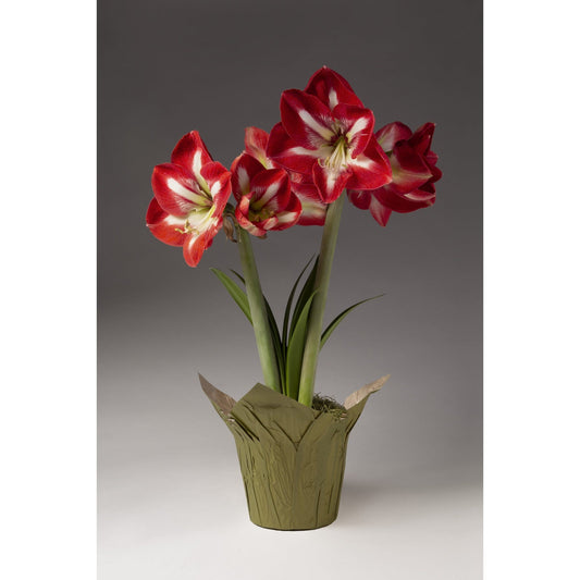Red and White Single Amaryllis (Pet)