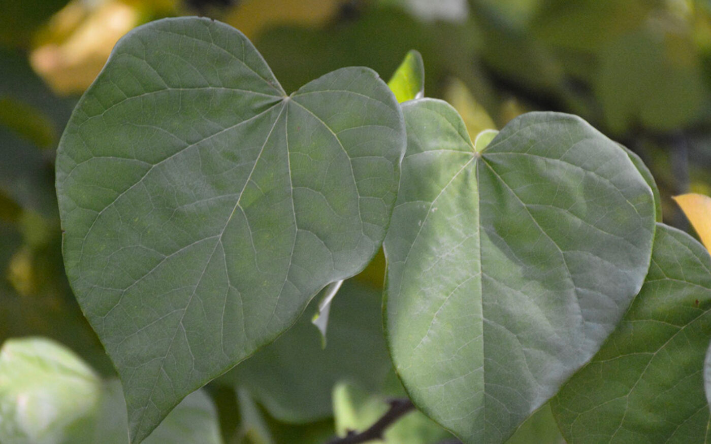 Easter Redbud heart-shaped leaves represent heart-related disorders such as Long QT Syndrome