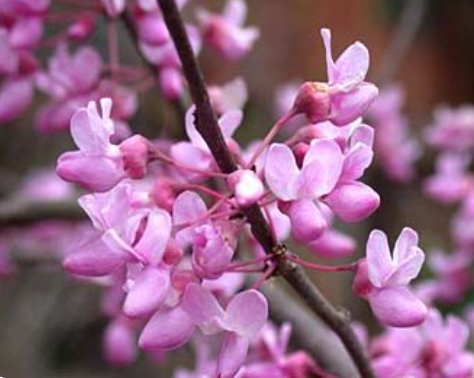 Eastern Redbud initial bloom with pink flowers represent those with heart-related disorders, like Long QT Syndrome
