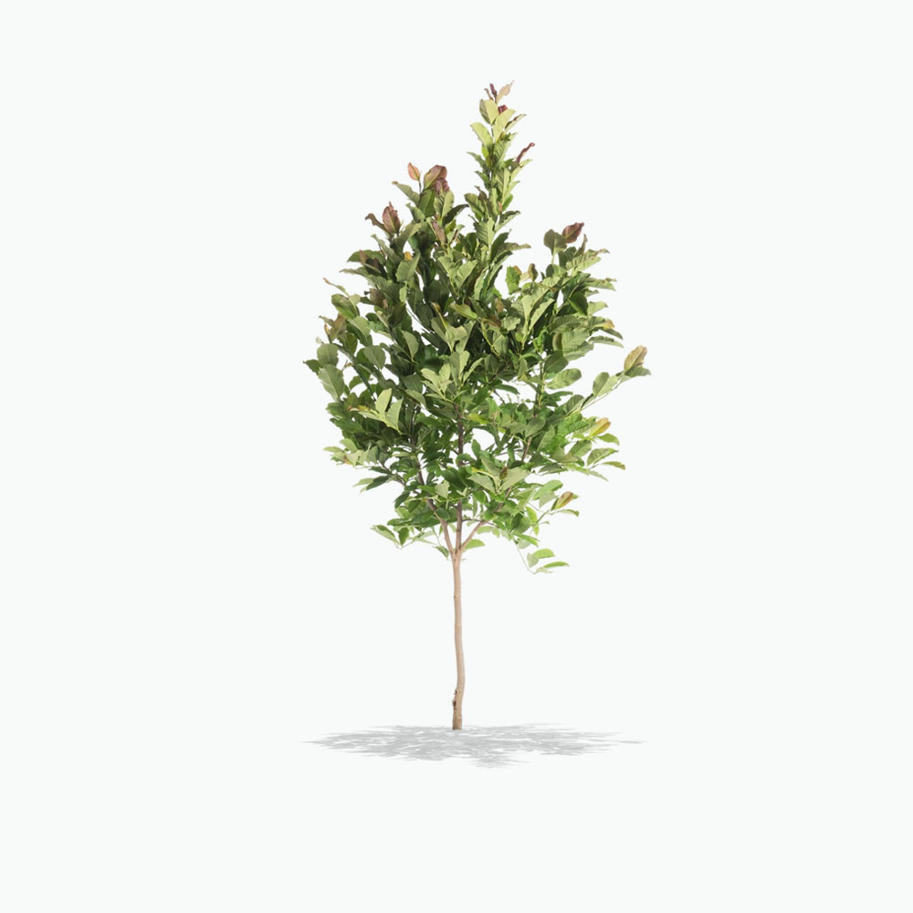 Ann Magnolia tree, Magnolia Ann Tree, Gift Tree, Memorial Gift, Memorial Tree, Best Memorial Tree Planting Service, Sympathy Gift, Plant a tree in memory, memorial trees, plant a tree gift, memorial tree planting, rememberance gift, rememberance tree, order trees online, memorial trees for deceased loved ones, tree memorial, memorial trees for funerals, memorial tree gift