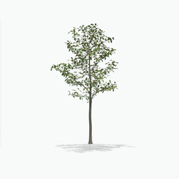 A young Brackens Brown Beauty magnolia tree standing alone, its slender trunk rising to a canopy of glossy green leaves, set against a minimalist white background to emphasize its elegant form and structure.