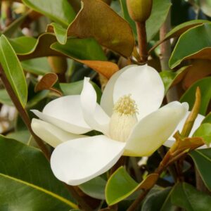 A single pristine white flower of a Brackens Brown Beauty magnolia tree, with its large petals unfurling around a creamy center, nestled among glossy green leaves with hints of brown on their undersides.