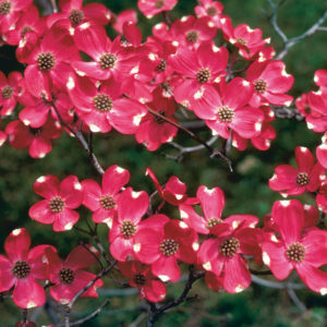 Cherokee Brave Dogwood, Pink Dogwood Flower
