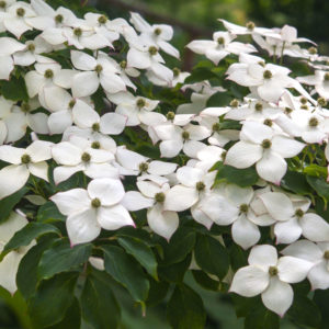 Kousa Dogwood Flowers, White dogwood flower