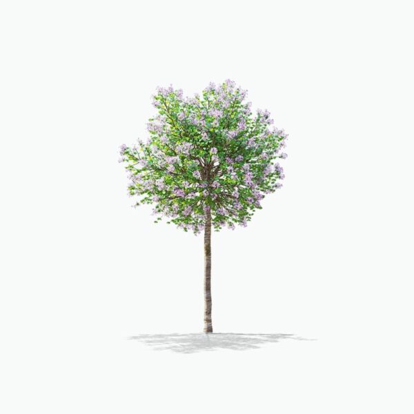 Isolated Miss Kim Lilac tree in full bloom, showcasing an abundance of small purple flowers with lush green leaves, standing upright with a slender, textured bark trunk against a plain white background.