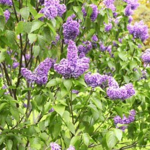 Vivid clusters of Miss Kim lilac blossoms with rich purple hues stand out among the bright green leaves, offering a fresh and lush display of springtime splendor.
